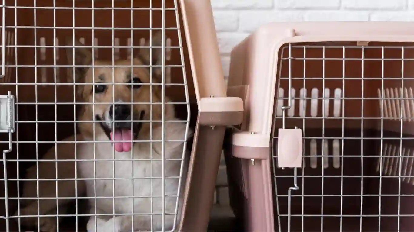 Sound proof dog crate